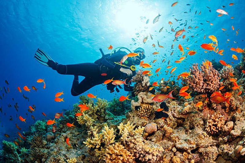 The Red Sea