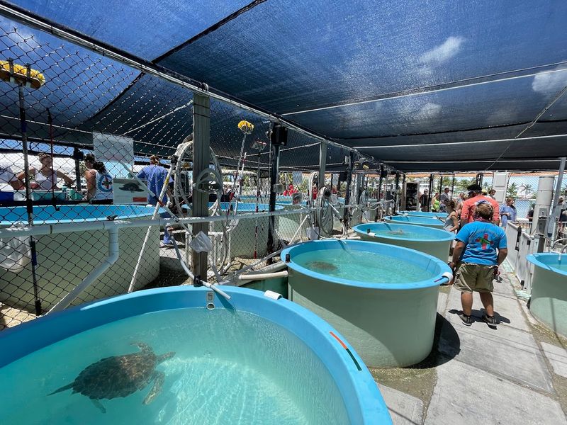 The Rehabilitation Tanks and Recovery Stages