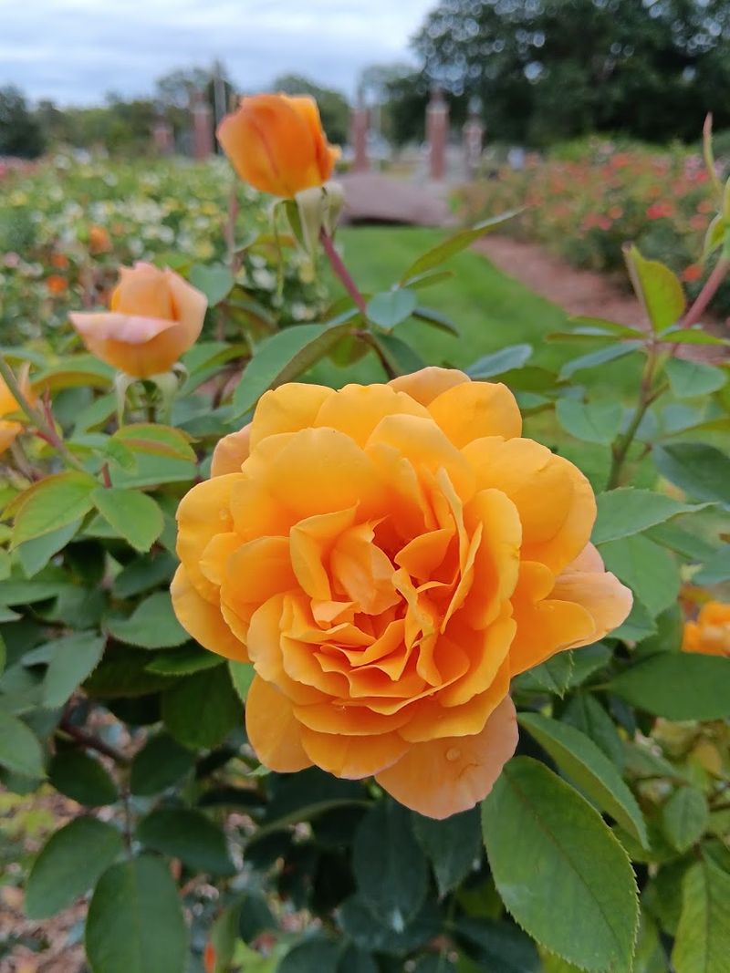 The Reinisch Rose Garden and What Makes It Truly Special The Reinisch Rose Garden and What Makes It Truly Special