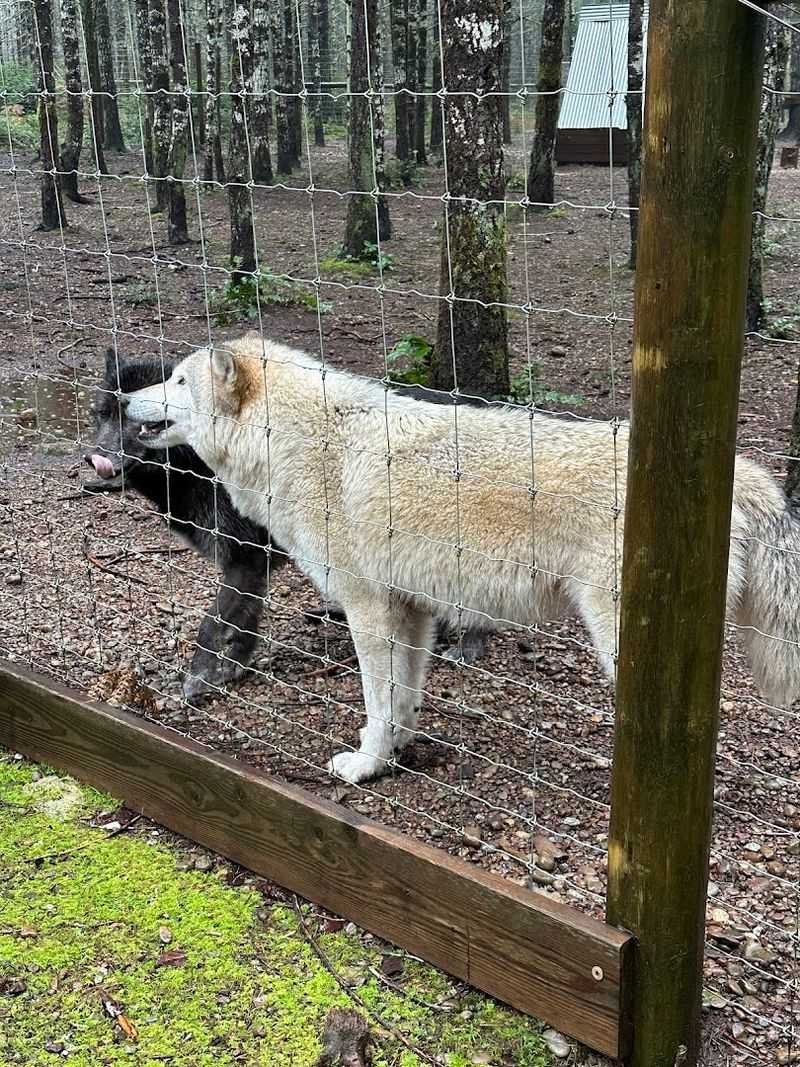 The Rescue Mission: Why These Animals Are Here The Rescue Mission: Why These Animals Are Here