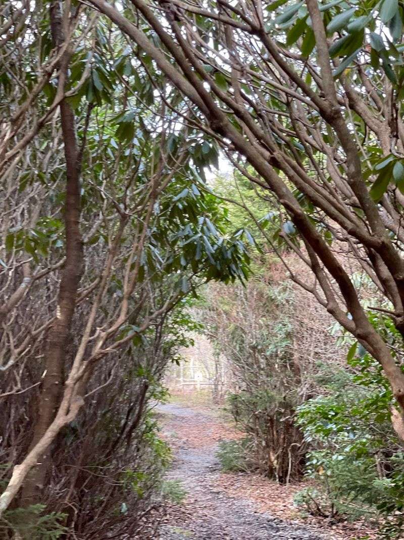 The Rhododendron Trail and Its Open-Air Reward The Rhododendron Trail and Its Open-Air Reward