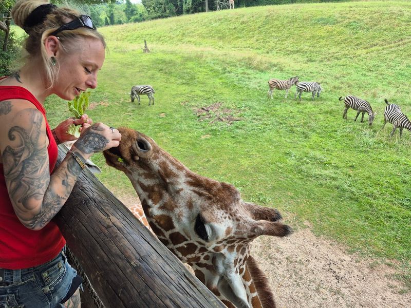 The Savanna Animals Sharing Space With the Giraffes The Savanna Animals Sharing Space With the Giraffes