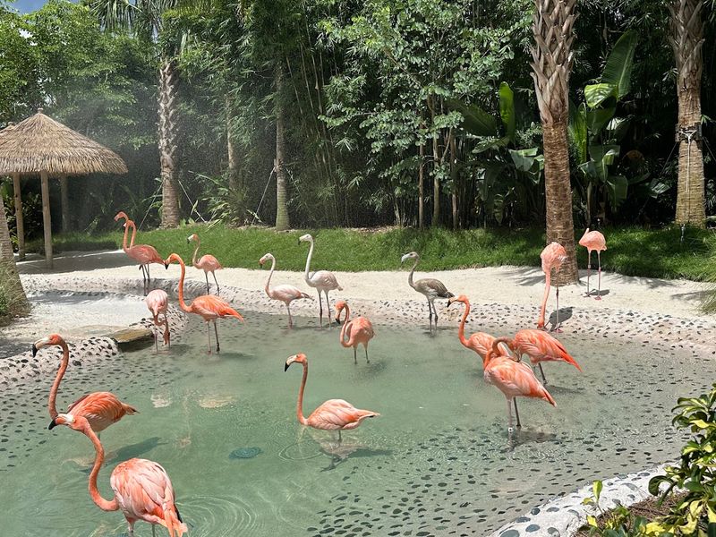 Otters, Flamingos, and Wildlife Encounters