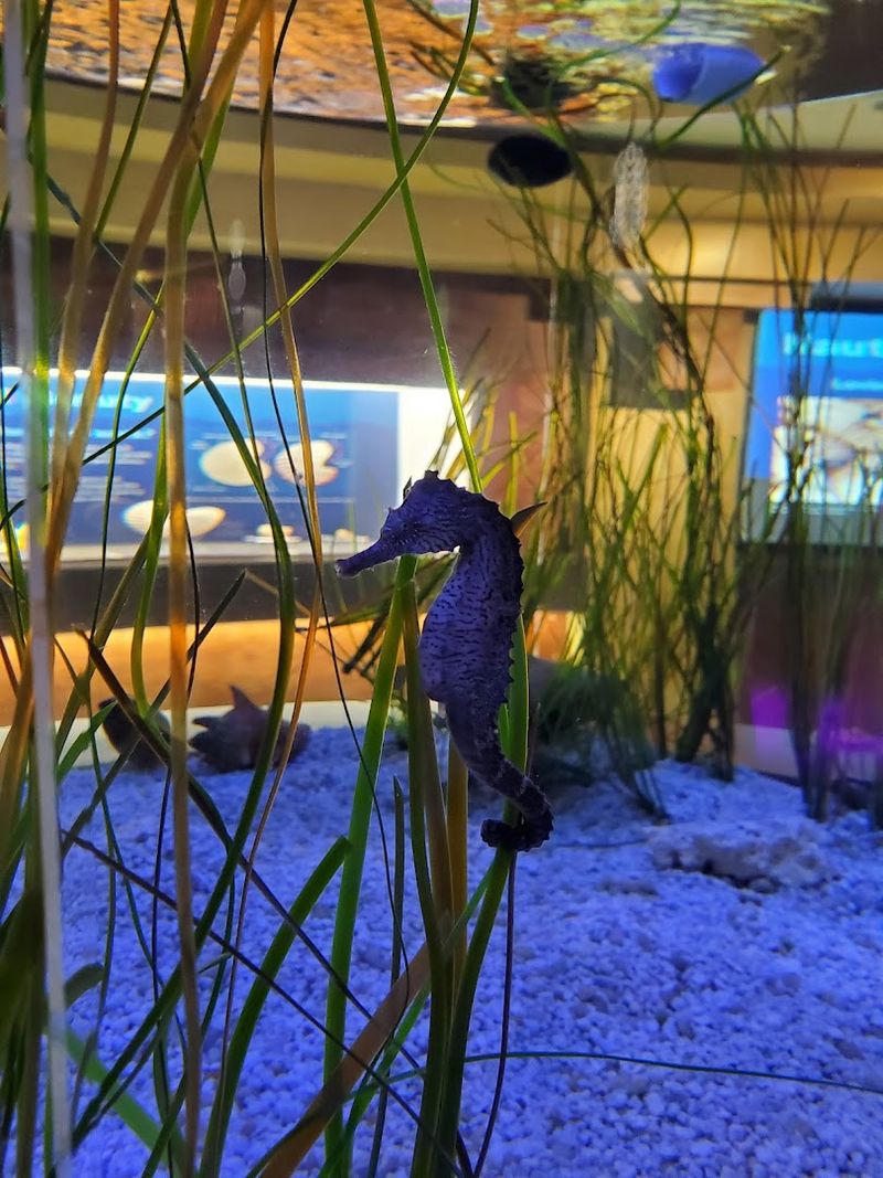The Seahorse Exhibit: Small Animals, Big Personality