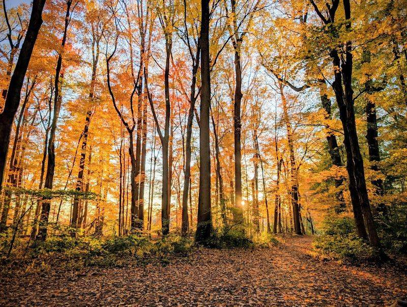 The Seasonal Character of the Woods
