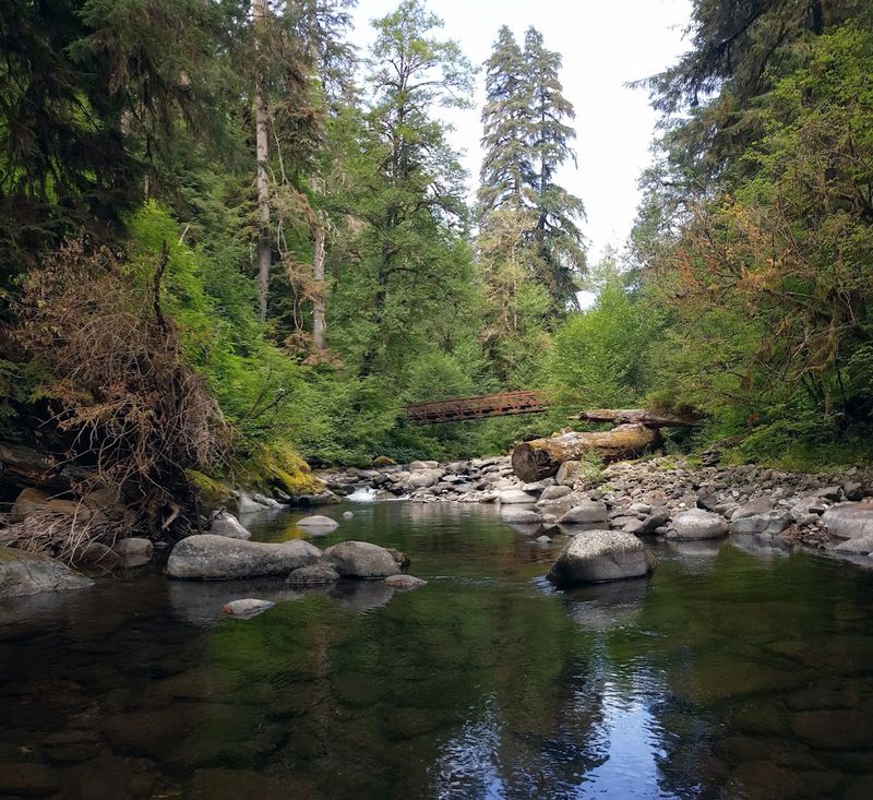 The Siletz River and the Natural Setting Below the Canopy