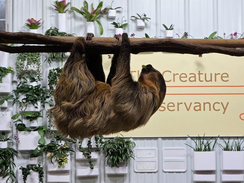 The Sloths That Hang Above Your Head