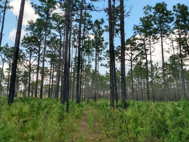 The Sound and Solitude of the Florida Backcountry