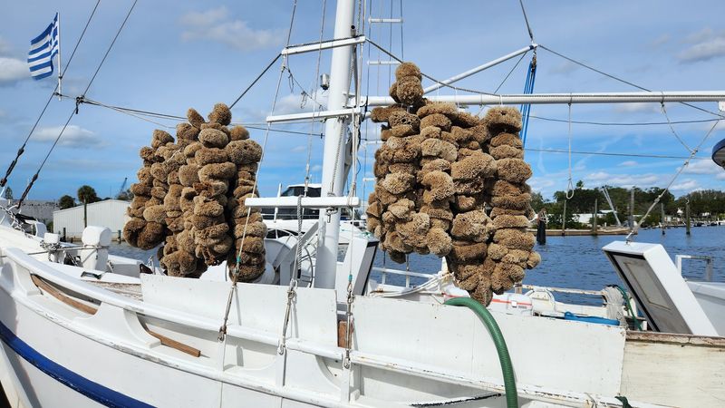 The Sponge Boats Up Close