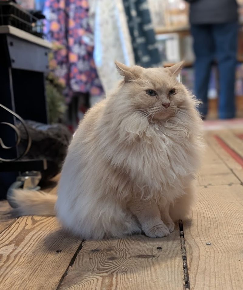The Staff, the Cat, and the School Bell
