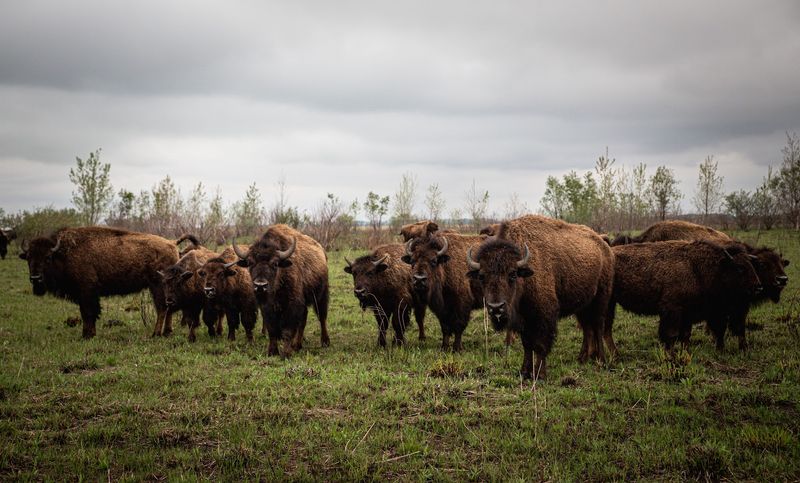 The Story Behind the Bison Herd The Story Behind the Bison Herd