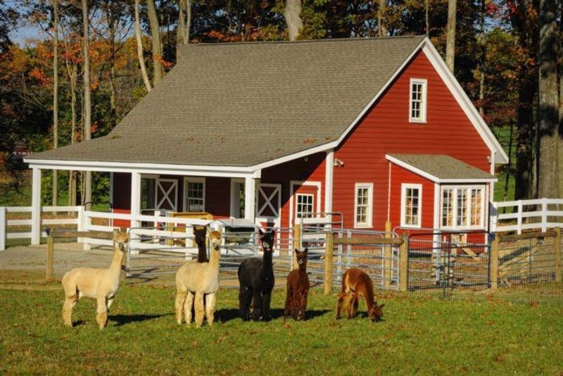 The Story Behind the Farm