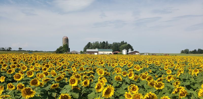 The Story Behind the Farm and How It All Started