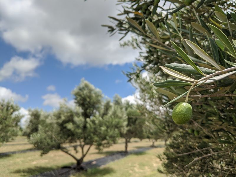 The Story Behind the Olive Trees The Story Behind the Olive Trees