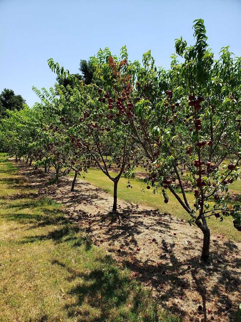 The Story Behind the Orchard The Story Behind the Orchard