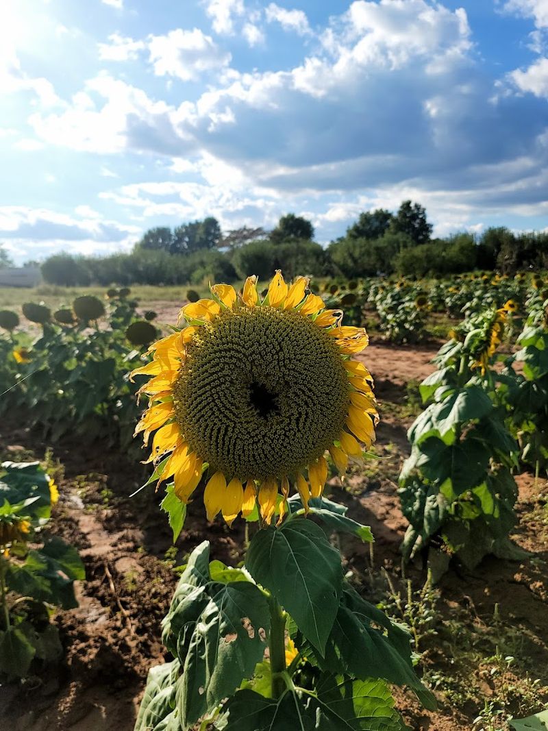 The Sunflower Fields That Surprise Every Visitor The Sunflower Fields That Surprise Every Visitor
