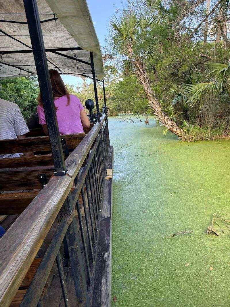 The Swamp Boat Ride Through Living Florida Wilderness
