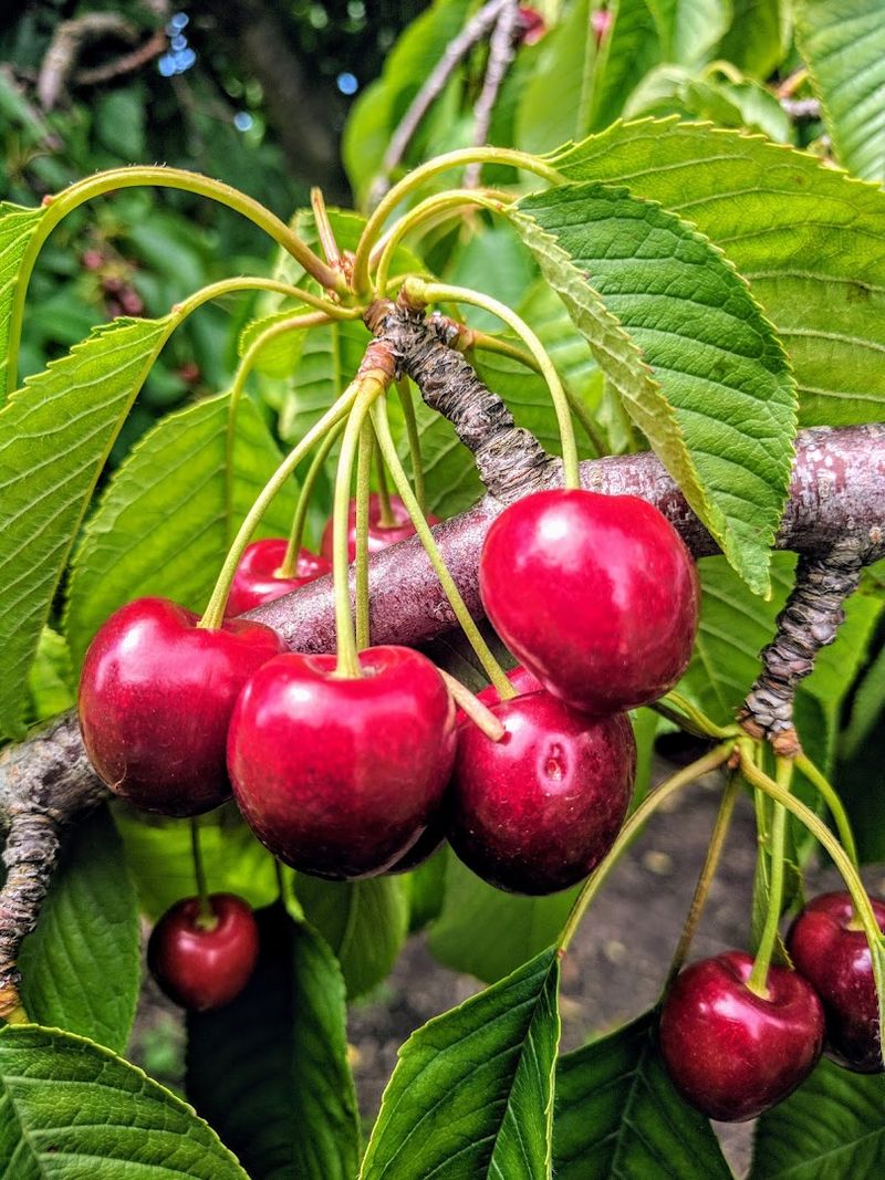 The Sweet Reason People Come in Summer