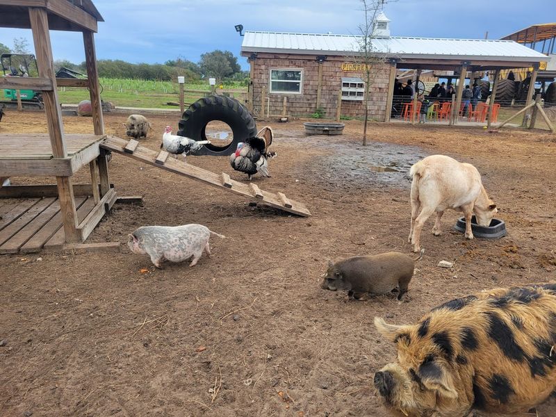 The Tortoise, the Pigs, and the Unexpected Residents The Tortoise, the Pigs, and the Unexpected Residents