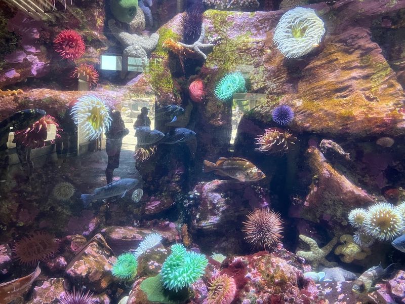 The Touch Tank: Getting Hands-On With Ocean Life