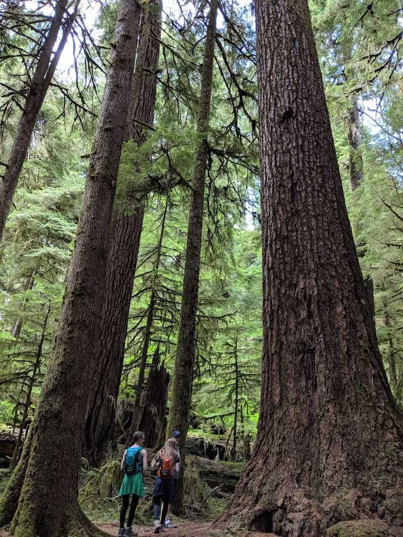 The Trees That Make This Place Absolutely Extraordinary