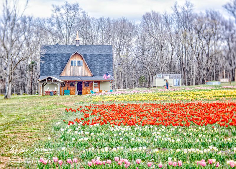 The Tulip Festival That Draws Crowds Every Spring The Tulip Festival That Draws Crowds Every Spring