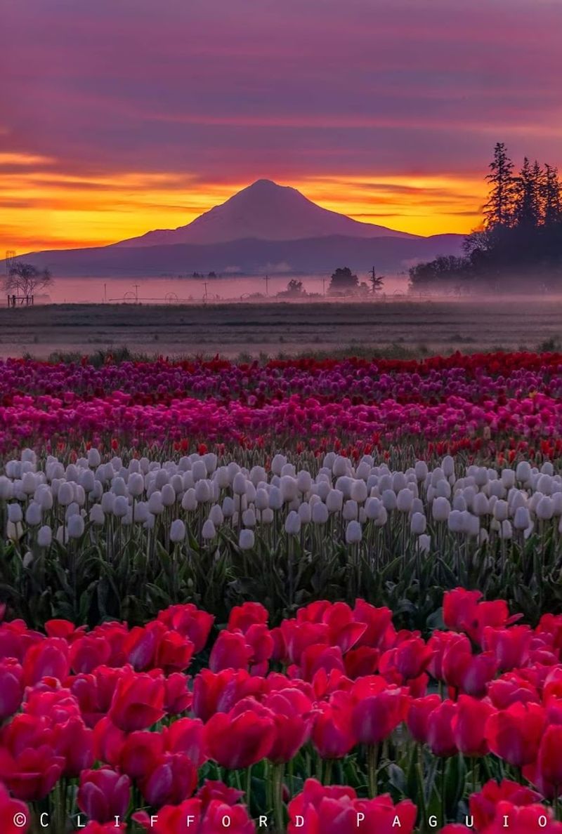 The Tulip Fields That Stop Traffic Every Spring The Tulip Fields That Stop Traffic Every Spring