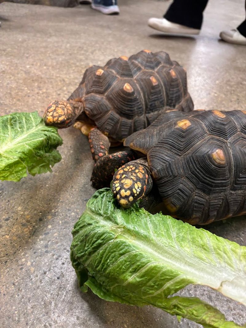 The Two-Headed Turtle and Other Animals You Will Not Find Anywhere Else