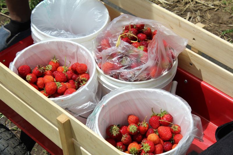 The U-Pick Berry Experience for Just Five Dollars The U-Pick Berry Experience for Just Five Dollars
