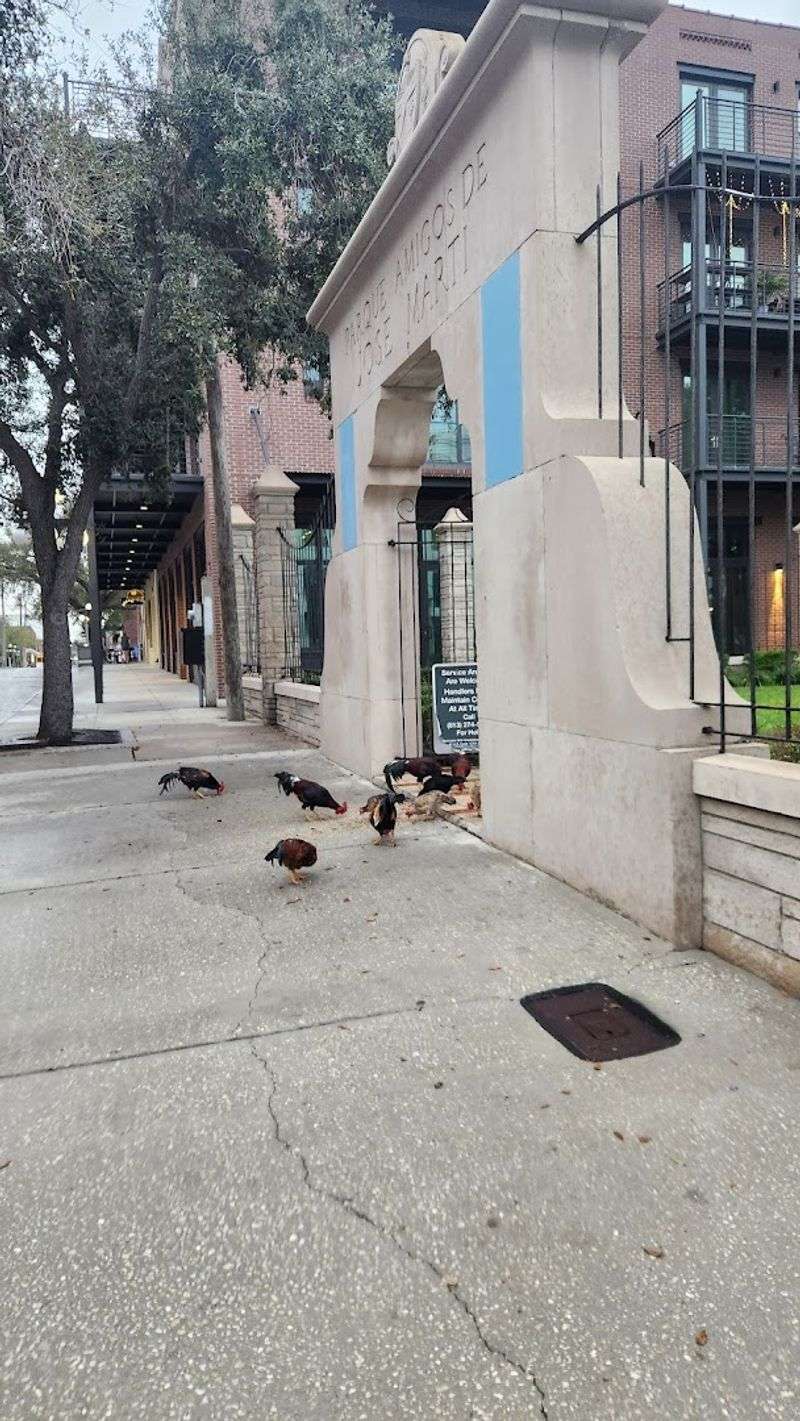 The Unexpected Residents: Street Chickens of the Park