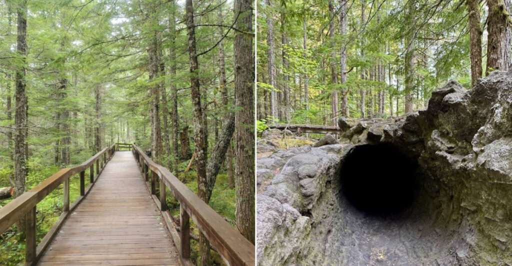 The Washington Trail Has a Lava-Preserved Tree You Can Actually Crawl Through