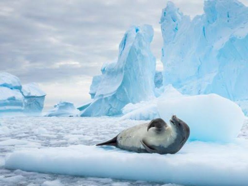 The Weddell Sea