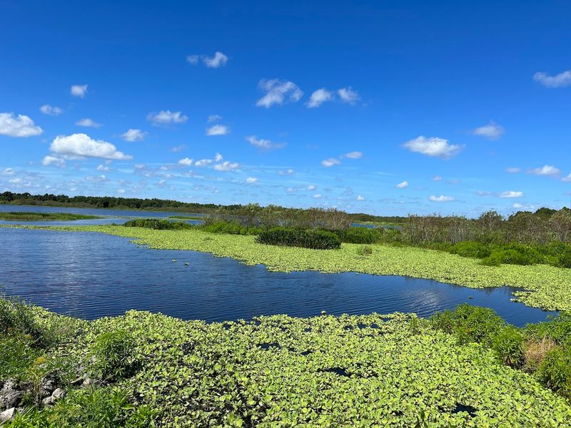 The Wetland Ecosystem: Understanding What Makes This Place Special