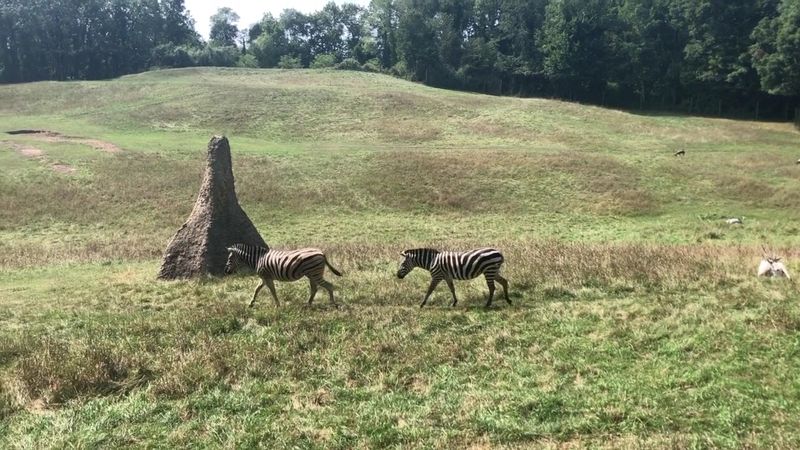 The Wild Africa Exhibit That Redefines What a Zoo Can Be The Wild Africa Exhibit That Redefines What a Zoo Can Be