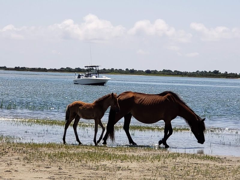 The Wild Horses Of Shackleford Banks The Wild Horses Of Shackleford Banks