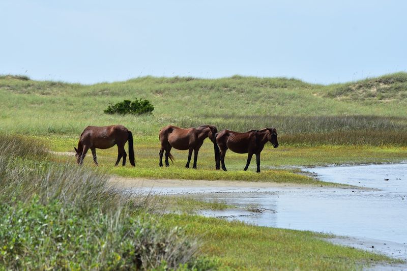 The Wild Horses That Made This Island Famous The Wild Horses That Made This Island Famous