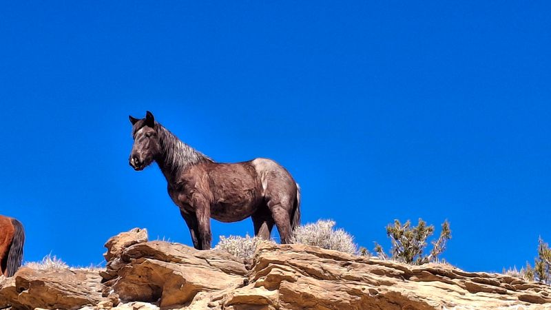The Wild Horses Themselves The Wild Horses Themselves