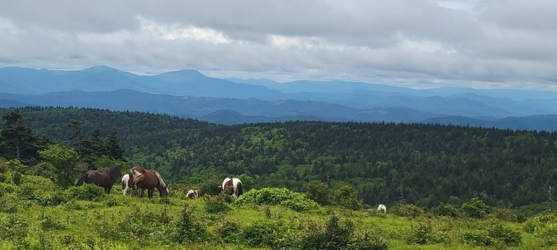 The Wild Ponies of Grayson Highlands The Wild Ponies of Grayson Highlands