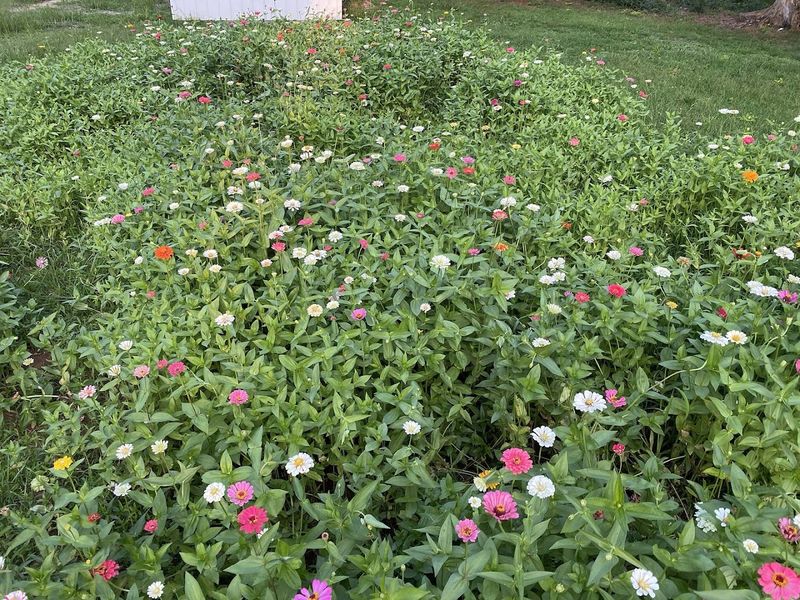 The Wildflower Side of the Farm