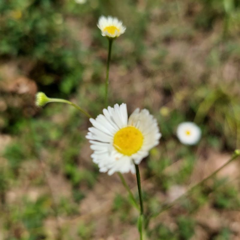 The Wildlife And Wildflowers Are Not Background Extras The Wildlife And Wildflowers Are Not Background Extras