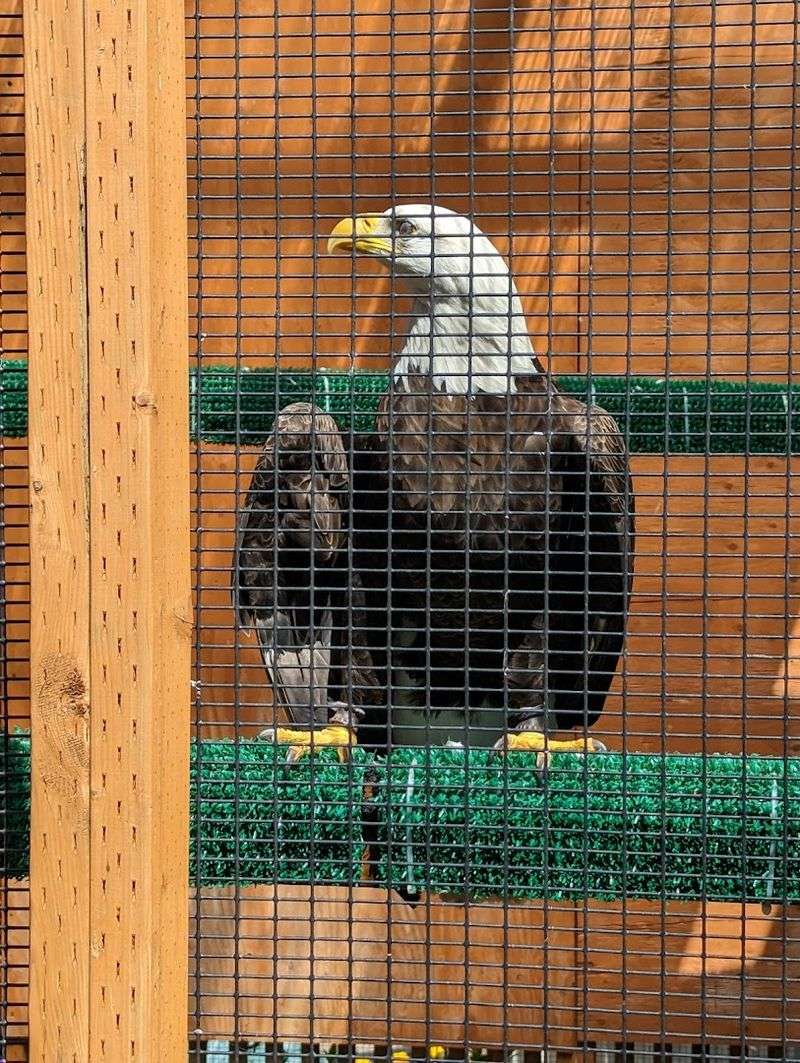 The Wildlife Hospital: Active Healing Happening Every Day