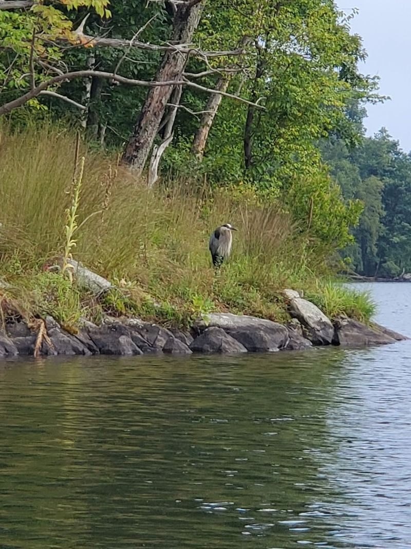 The Wildlife That Calls This Place Home