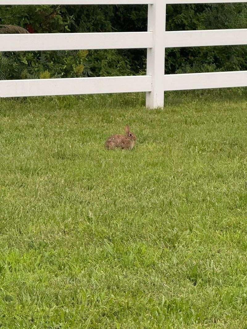 The Wildlife That Shares the Space With You
