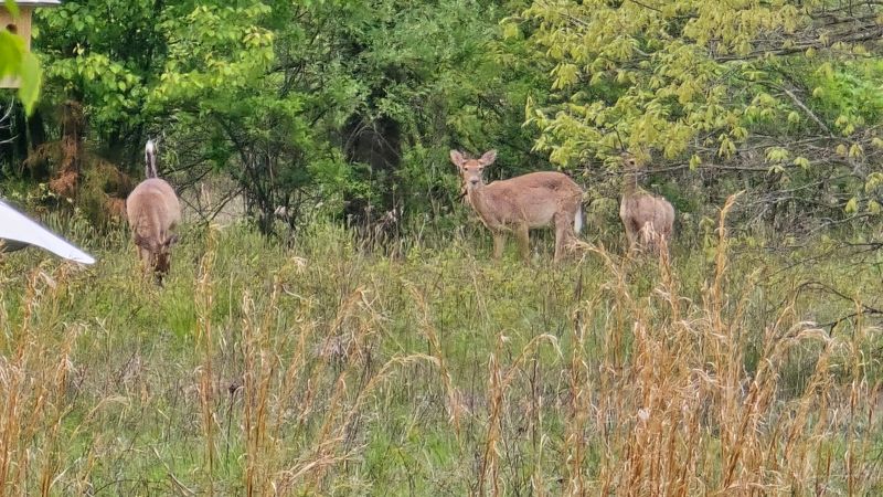 The Wildlife That Shows Up Without Warning