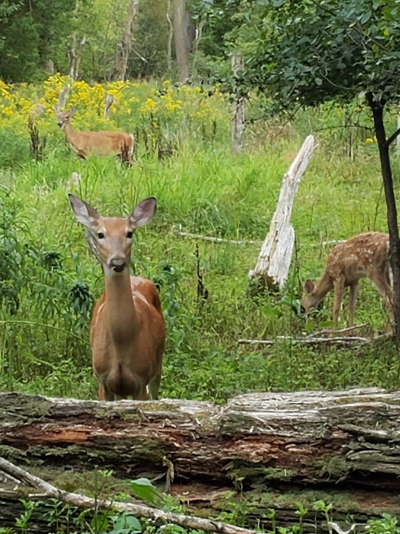 The Wildlife That Shows Up Without Warning