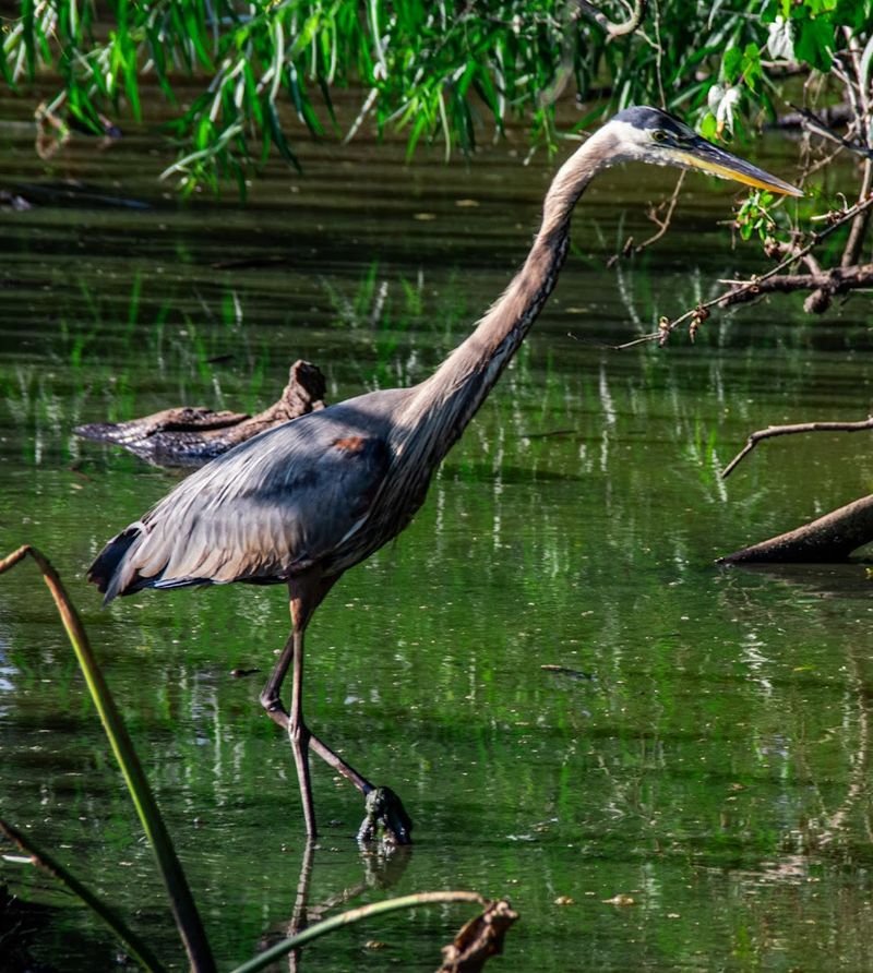 The Wildlife That Steals the Show Every Single Visit