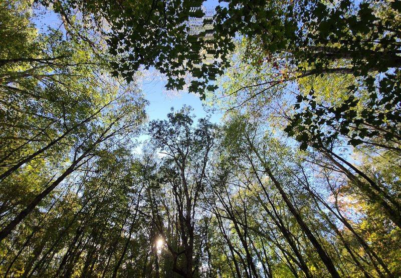 The Wooded Scenery That Makes Every Ride Feel Like an Escape