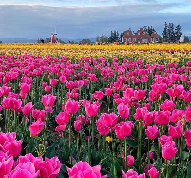 The Wooden Shoe Farm Experience Beyond Just Flowers The Wooden Shoe Farm Experience Beyond Just Flowers