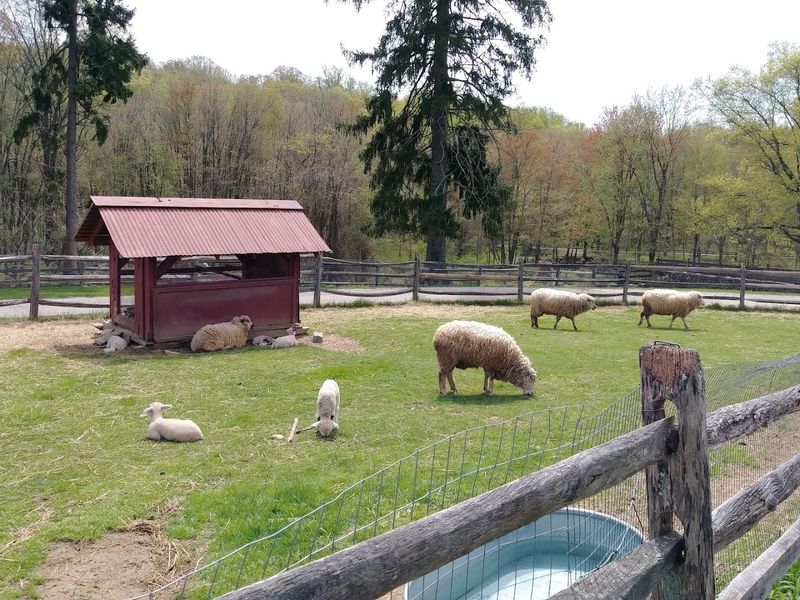 The Wool Festival and Sheep Shearing Demonstrations