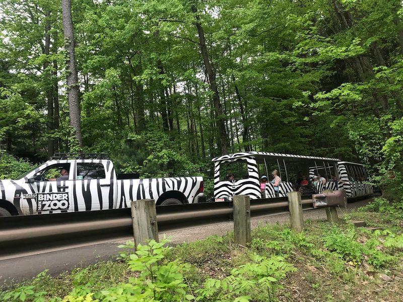 The Zebra Tram That Makes Getting There Half the Fun The Zebra Tram That Makes Getting There Half the Fun